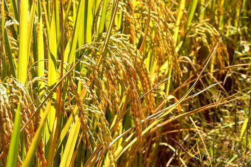 興和縣域經(jīng)濟(jì)煥發(fā)新動(dòng)能 品牌升級(jí)助力鄉(xiāng)村振興中的谷物銷售變革